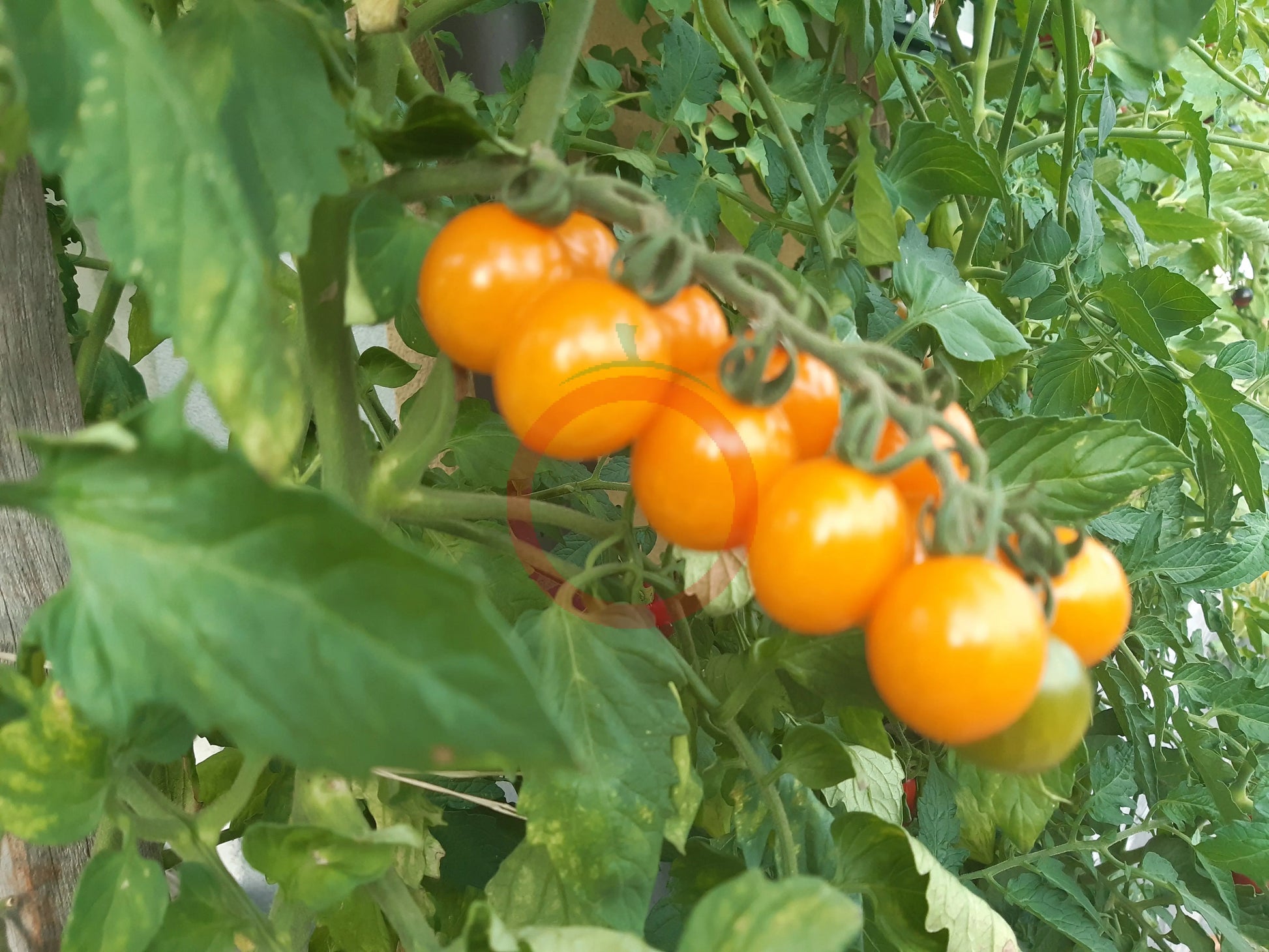 Orange Sukkerknald DER TOMATENFLÜSTERER