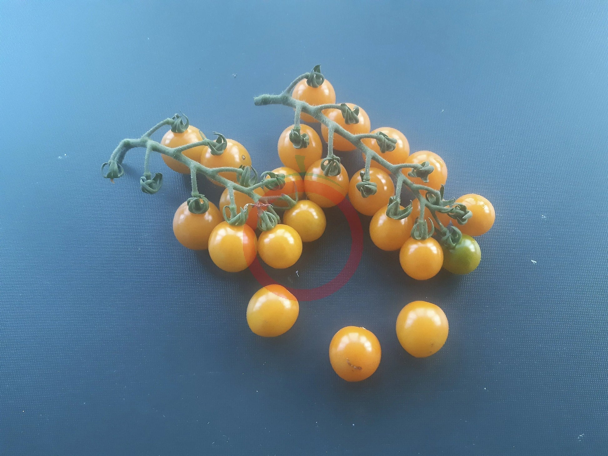 Orange Sukkerknald DER TOMATENFLÜSTERER