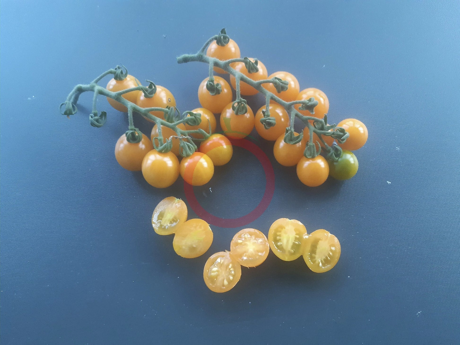 Orange Sukkerknald DER TOMATENFLÜSTERER