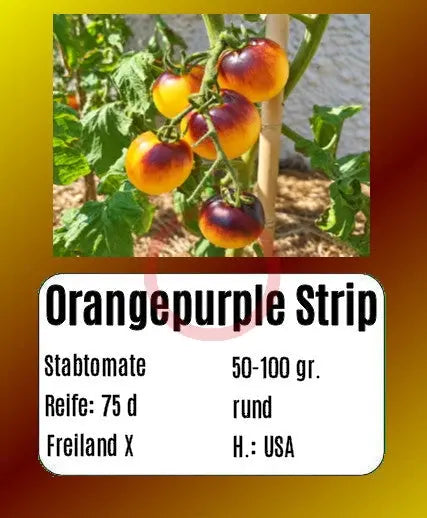 Orangepurple Strip DER TOMATENFLÜSTERER