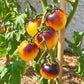Orangepurple Strip DER TOMATENFLÜSTERER