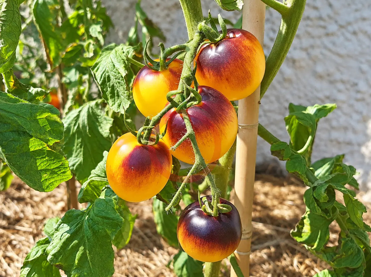 Orangepurple Strip DER TOMATENFLÜSTERER