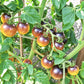 Orangepurple Strip DER TOMATENFLÜSTERER