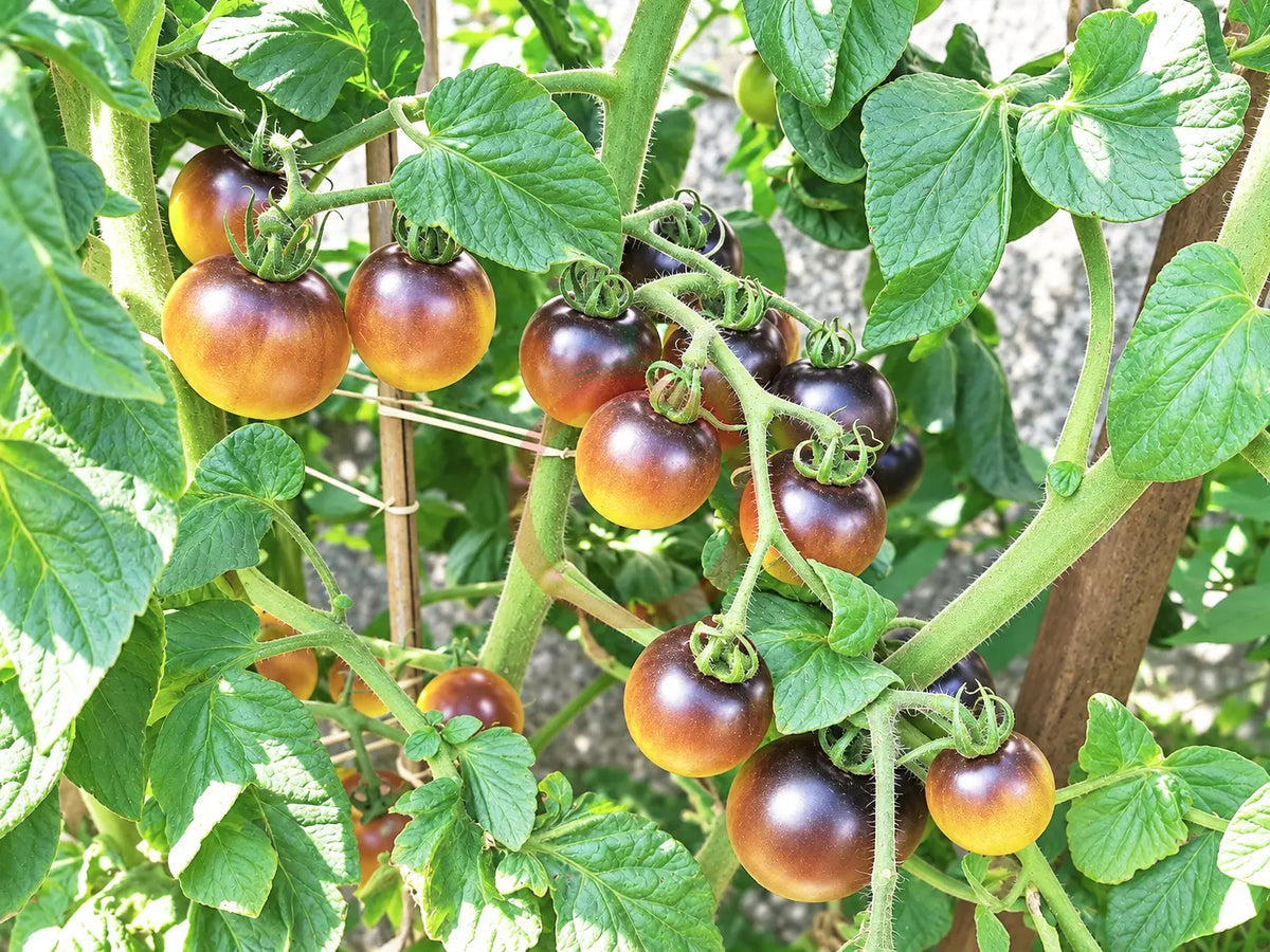 Orangepurple Strip DER TOMATENFLÜSTERER