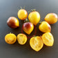 Orangepurple Strip DER TOMATENFLÜSTERER