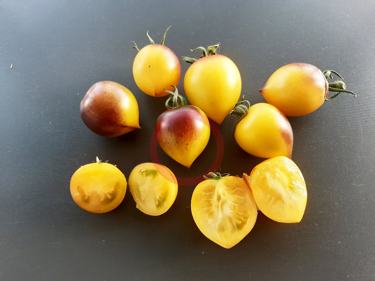 Orangepurple Strip DER TOMATENFLÜSTERER