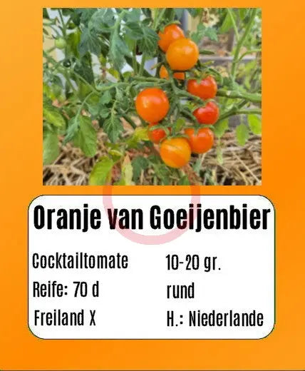 Oranje van Goeijenbier DER TOMATENFLÜSTERER