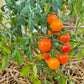 Oranje van Goeijenbier DER TOMATENFLÜSTERER