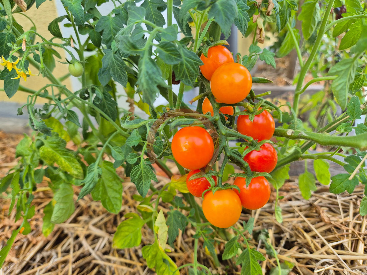 Oranje van Goeijenbier DER TOMATENFLÜSTERER
