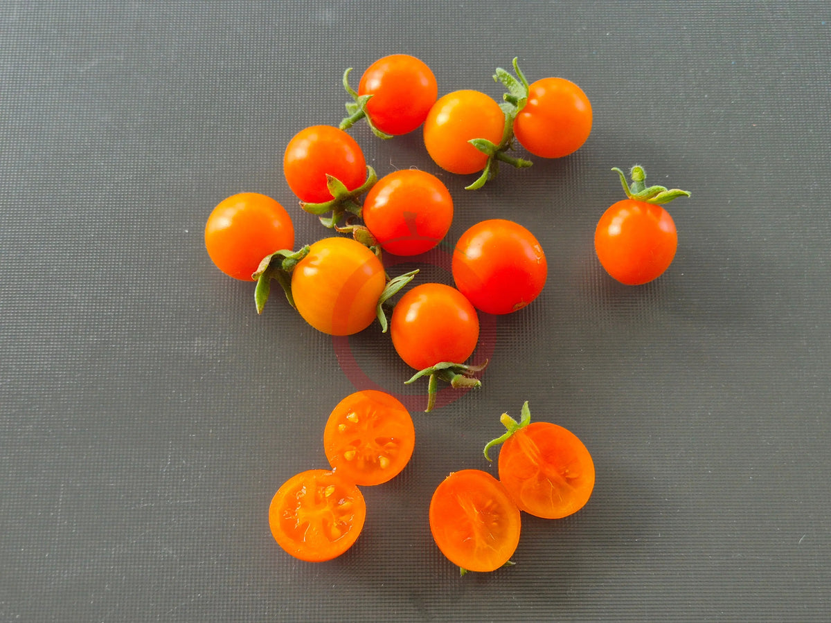 Oranje van Goeijenbier DER TOMATENFLÜSTERER