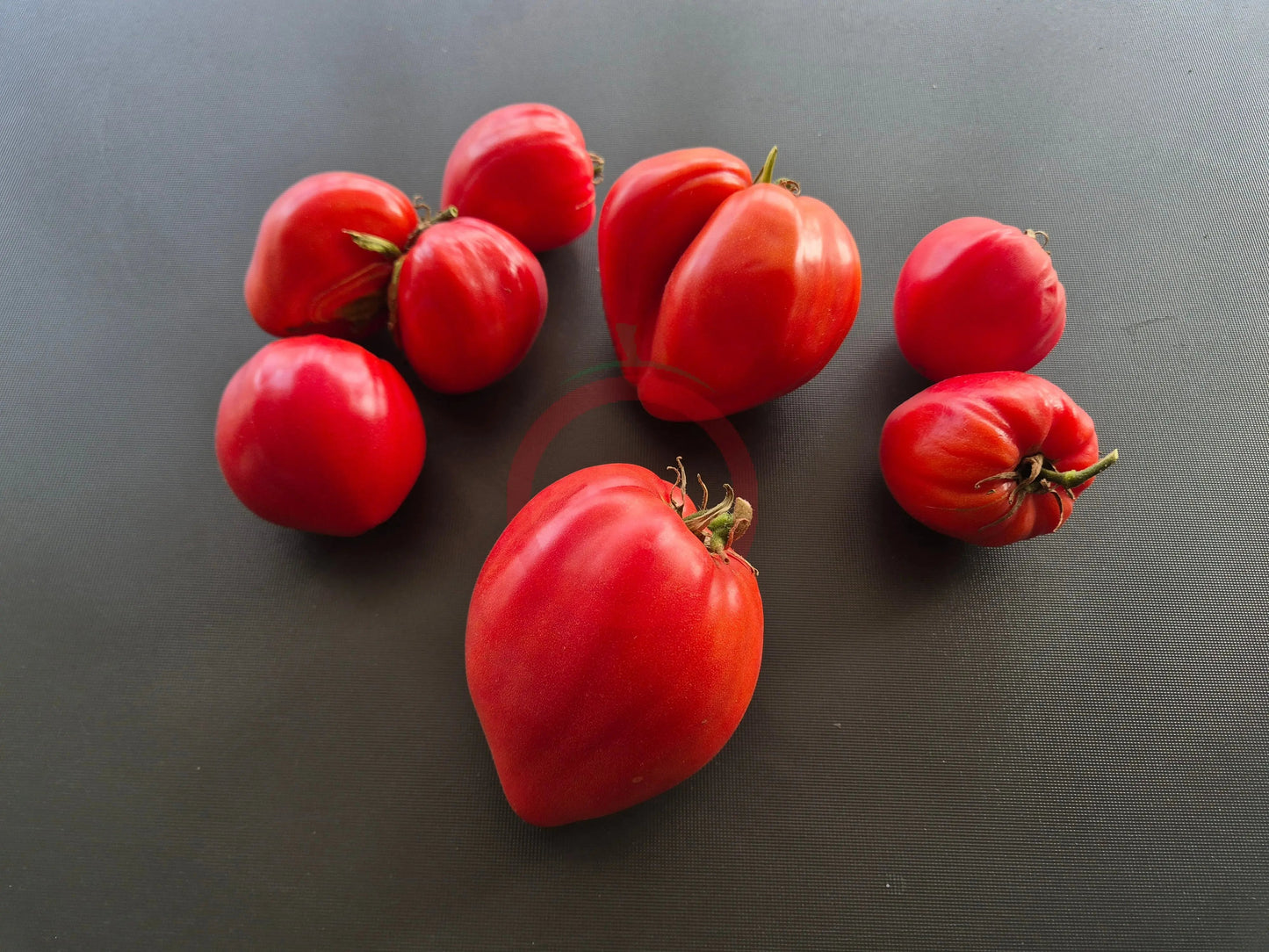 Oscar Gonthier DER TOMATENFLÜSTERER