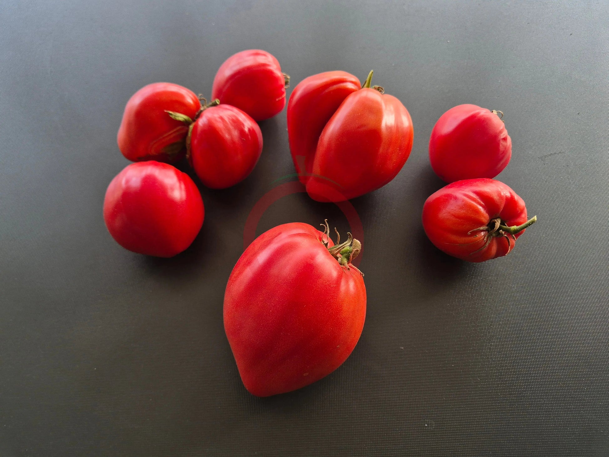 Oscar Gonthier DER TOMATENFLÜSTERER