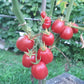 Ovita DER TOMATENFLÜSTERER