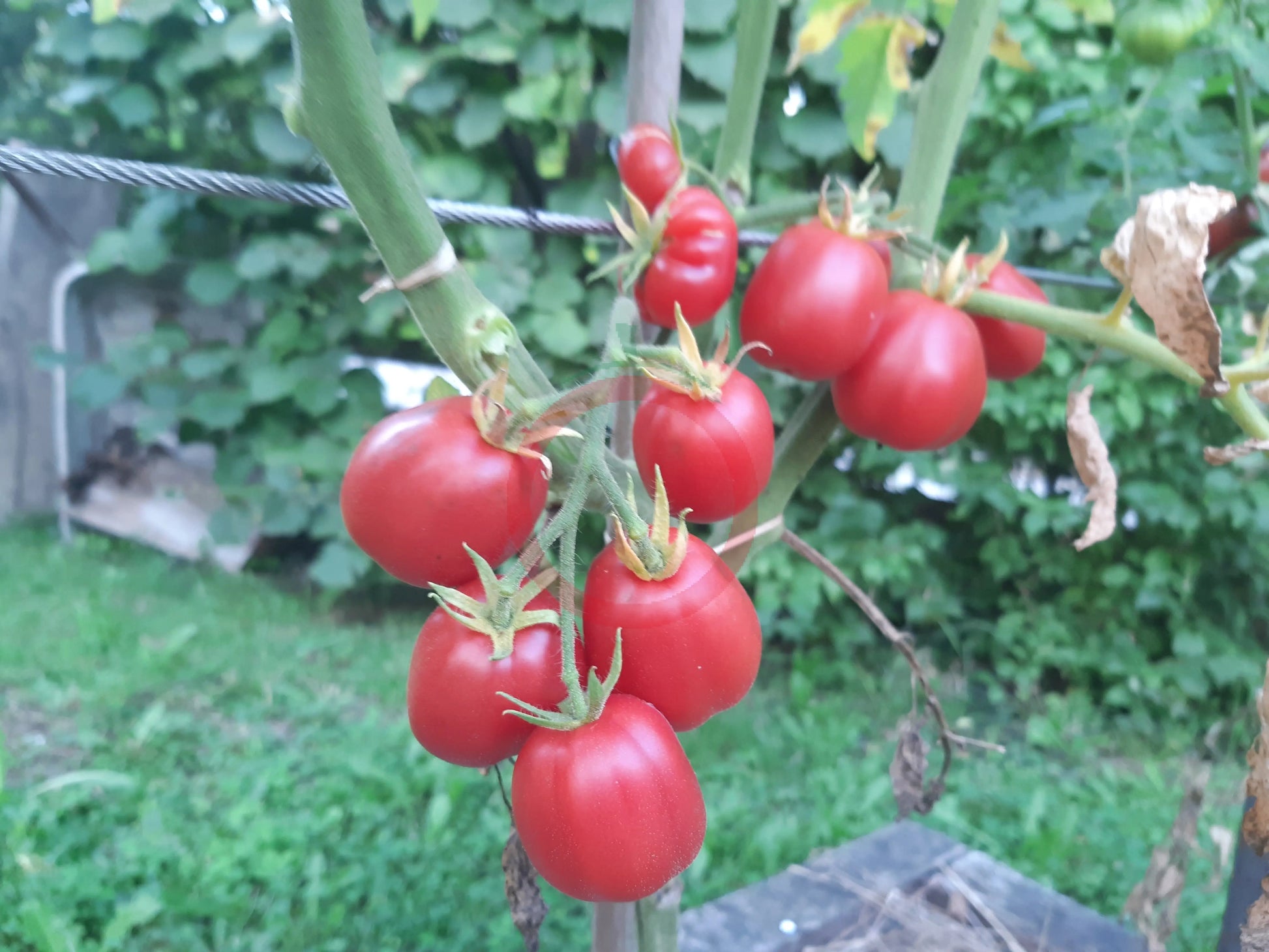 Ovita DER TOMATENFLÜSTERER
