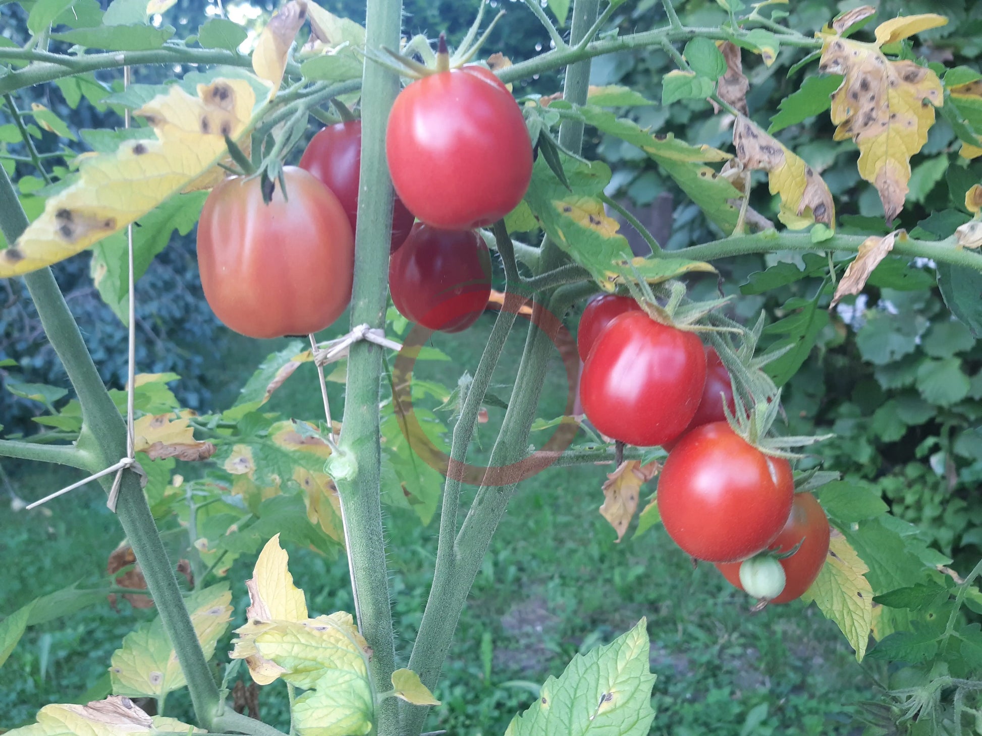 Ovita DER TOMATENFLÜSTERER