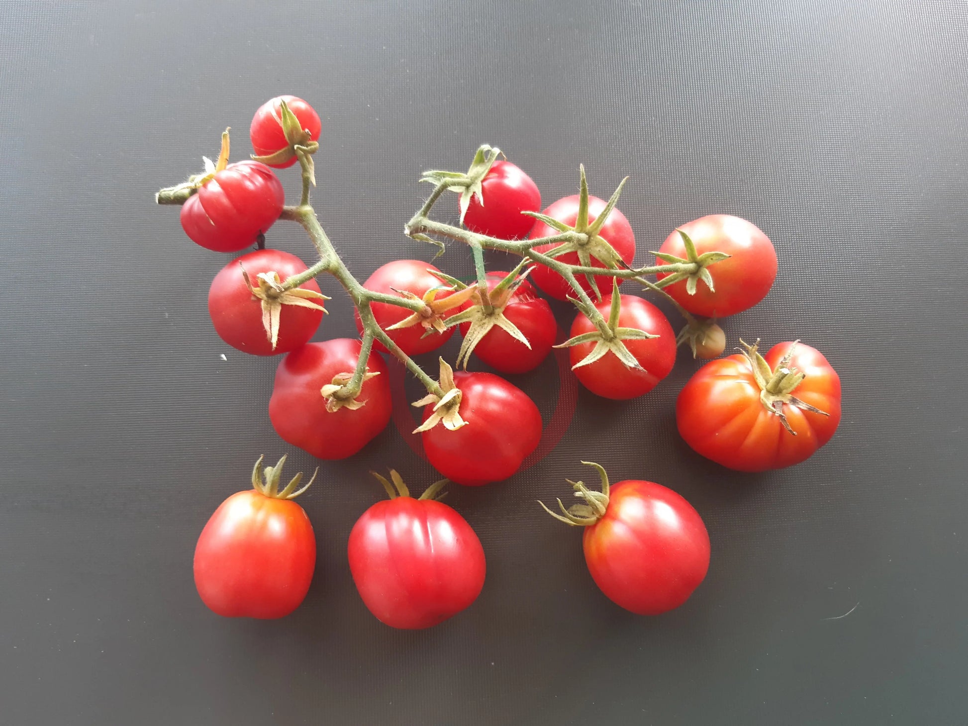 Ovita DER TOMATENFLÜSTERER