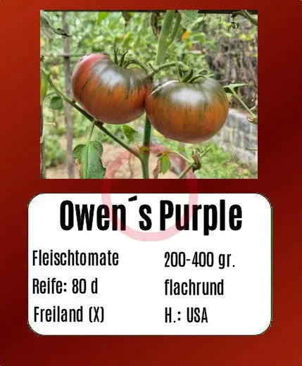 Owen´s Purple DER TOMATENFLÜSTERER