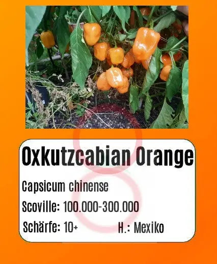 Oxkutzcabian Orange DER TOMATENFLÜSTERER