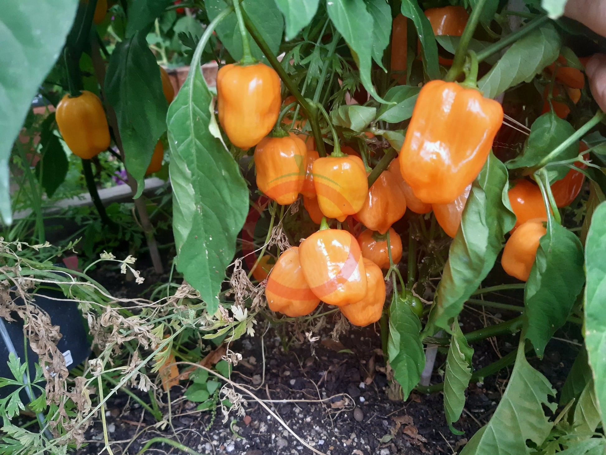 Oxkutzcabian Orange DER TOMATENFLÜSTERER