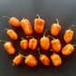 Oxkutzcabian Orange DER TOMATENFLÜSTERER