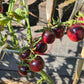 Painted Pink DER TOMATENFLÜSTERER