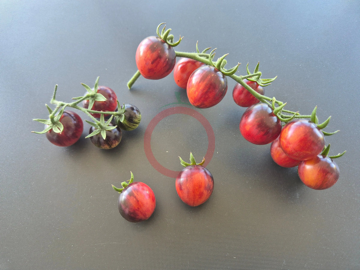 Painted Pink DER TOMATENFLÜSTERER