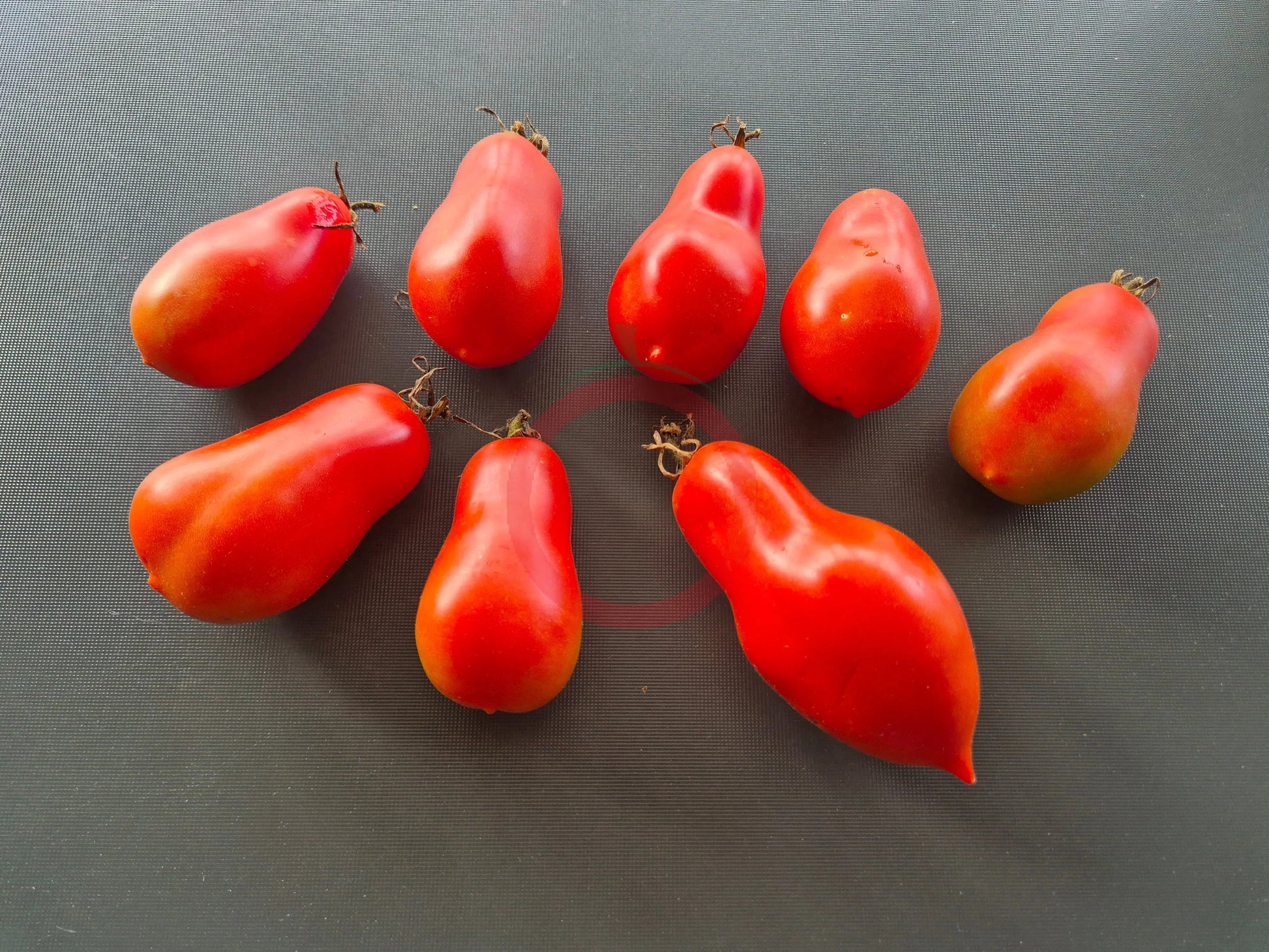 Pakenham Pear DER TOMATENFLÜSTERER
