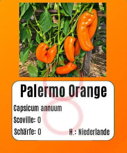 Palermo Orange DER TOMATENFLÜSTERER
