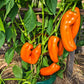 Palermo Orange DER TOMATENFLÜSTERER