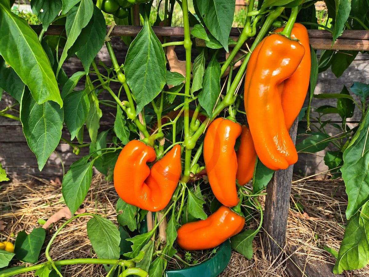 Palermo Orange DER TOMATENFLÜSTERER