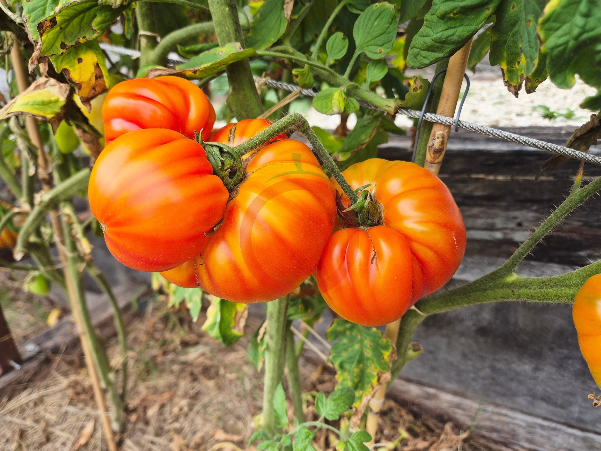 Pamplemousse du Grand Père DER TOMATENFLÜSTERER