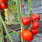Pantano Romanesco DER TOMATENFLÜSTERER
