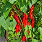 Pantos DER TOMATENFLÜSTERER