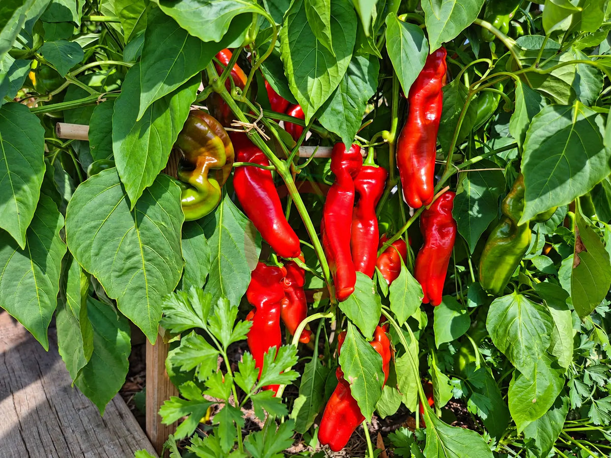 Pantos DER TOMATENFLÜSTERER