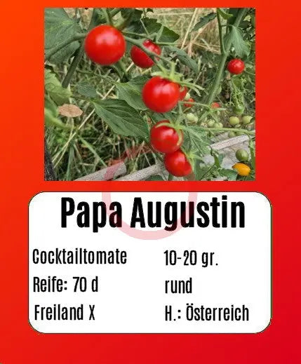 Papa Augustin DER TOMATENFLÜSTERER