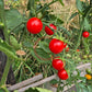 Papa Augustin DER TOMATENFLÜSTERER
