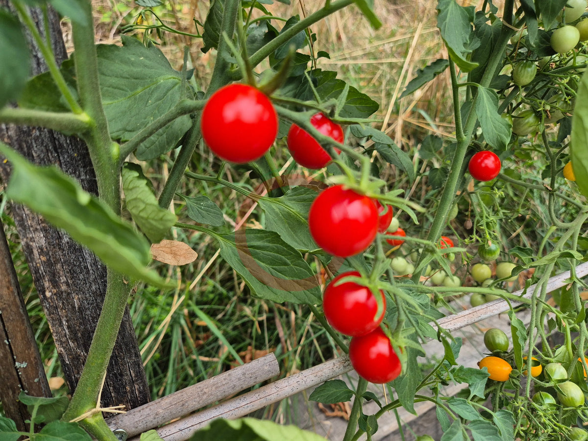 Papa Augustin DER TOMATENFLÜSTERER