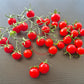 Papa Augustin DER TOMATENFLÜSTERER