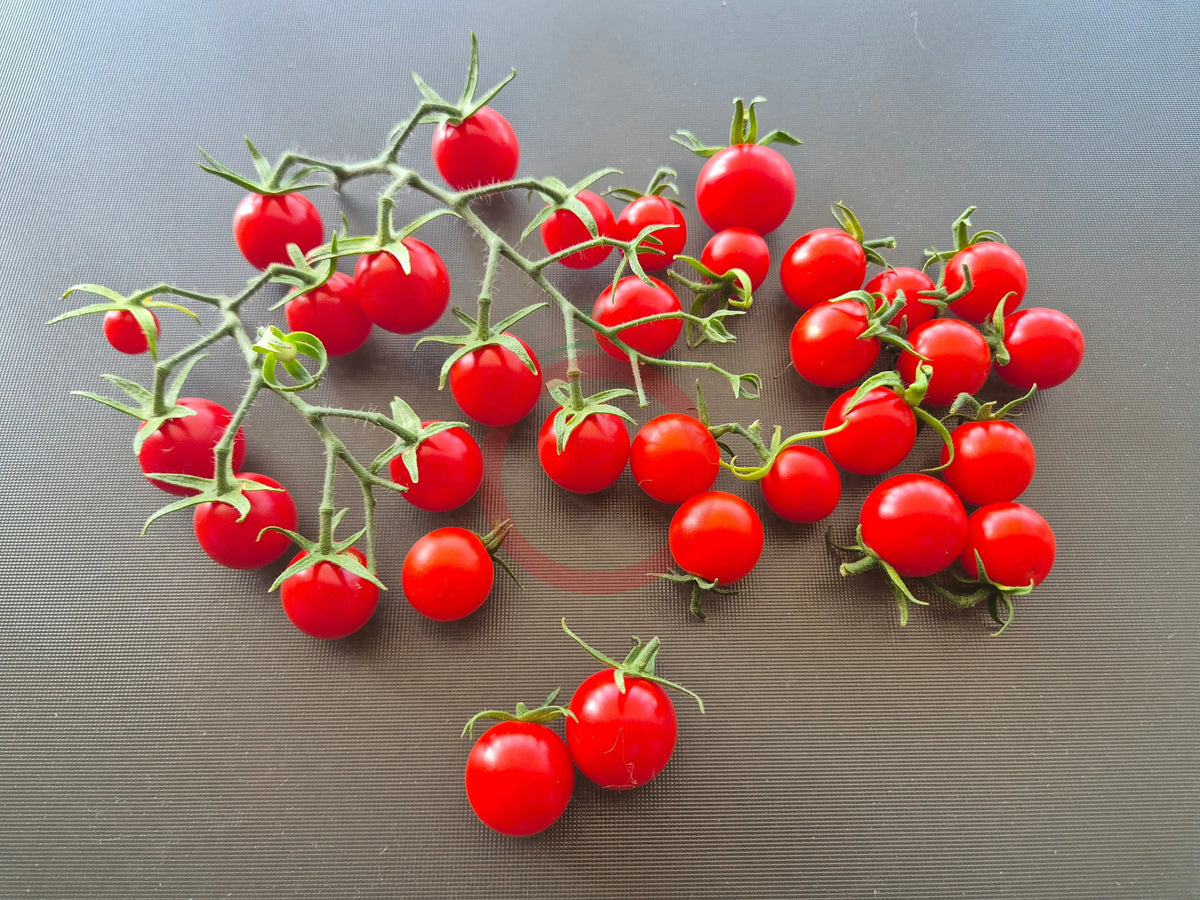 Papa Augustin DER TOMATENFLÜSTERER