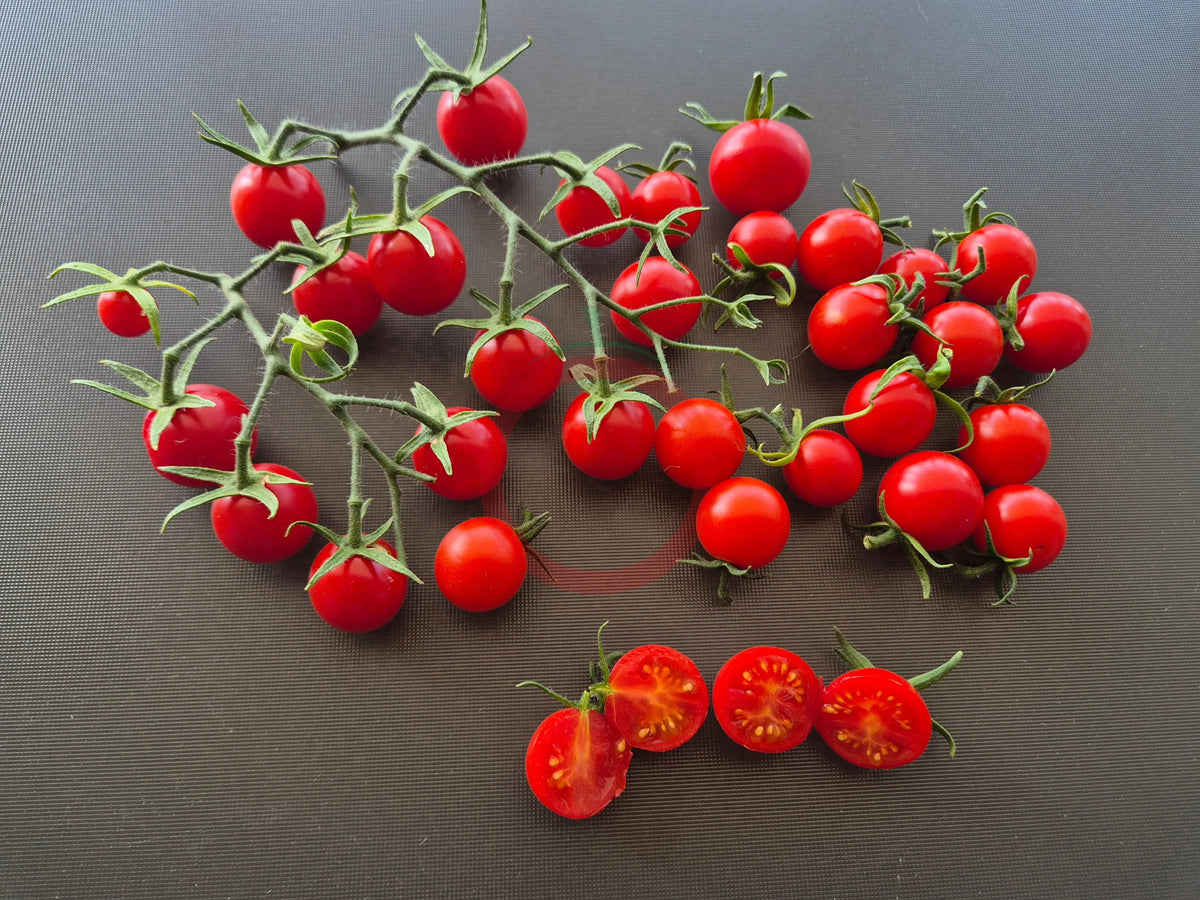 Papa Augustin DER TOMATENFLÜSTERER