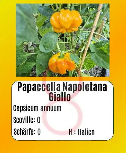 Papaccella Napoletana Giallo DER TOMATENFLÜSTERER
