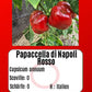 Papaccella di Napoli Rosso DER TOMATENFLÜSTERER