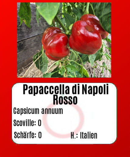 Papaccella di Napoli Rosso DER TOMATENFLÜSTERER