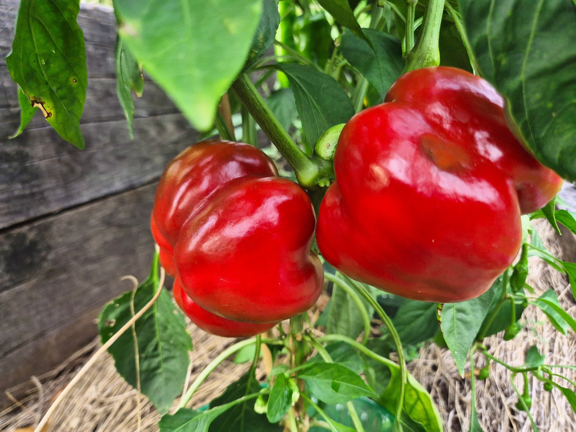 Papaccella di Napoli Rosso DER TOMATENFLÜSTERER