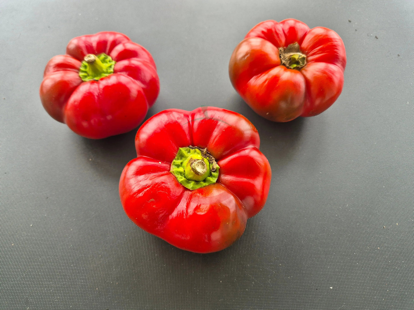 Papaccella di Napoli Rosso DER TOMATENFLÜSTERER