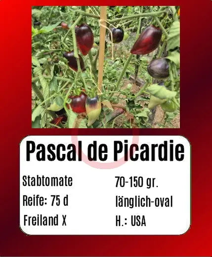 Pascal de Picardie DER TOMATENFLÜSTERER
