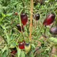 Pascal de Picardie DER TOMATENFLÜSTERER
