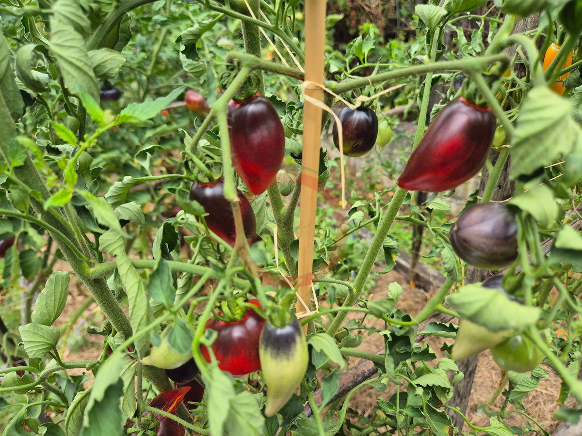 Pascal de Picardie DER TOMATENFLÜSTERER