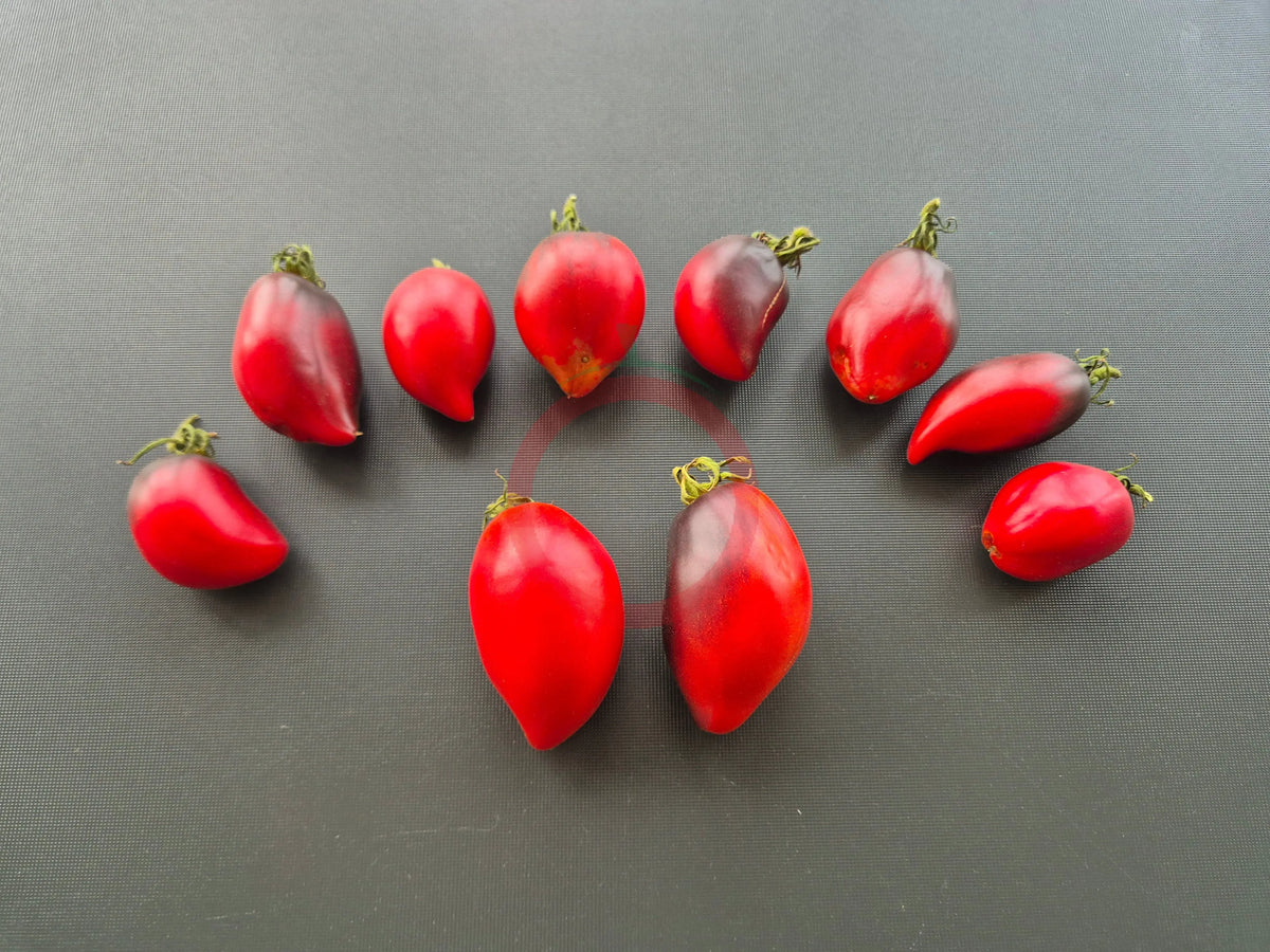 Pascal de Picardie DER TOMATENFLÜSTERER