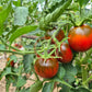 Paul Robeson DER TOMATENFLÜSTERER